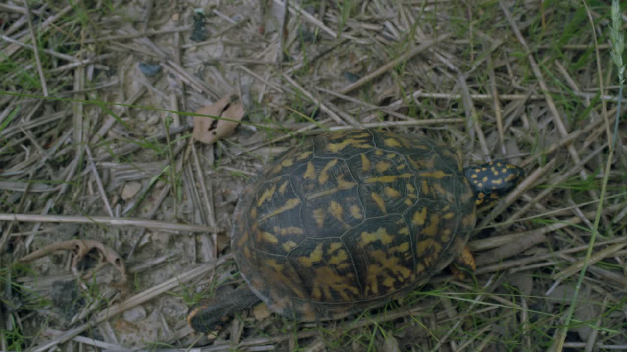 Turtle crawling on twigs near fresh green grass garden - high angle, birds eye view