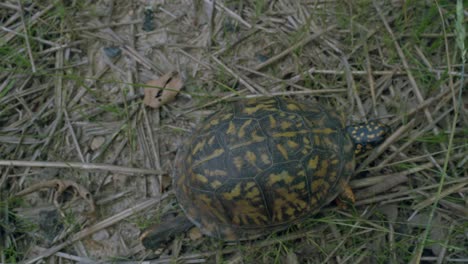 Tortuga-Arrastrándose-Sobre-Ramitas-Cerca-Del-Jardín-De-Hierba-Verde-Fresca---ángulo-Alto,-Vista-De-Pájaro