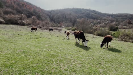 vacas pastando pacíficamente en un campo verde y abierto en un pintoresco valle rodeado de colinas