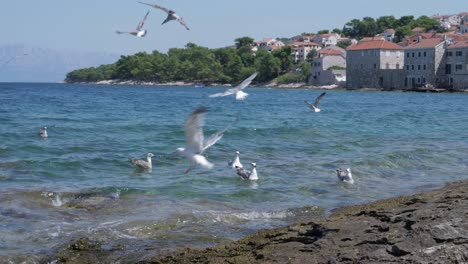 las gaviotas baten sus alas aterrizando en la superficie del mar a lo largo de una costa rocosa