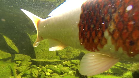 koi y peces dorados nadan bajo el agua en un estanque