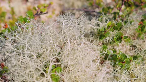 Arktischen-Tundra.-Schöne-Natur-Norwegen-Naturlandschaft.