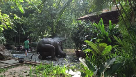 person bathing an elephant in a lush forest