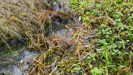 una vía fluvial natural contaminada con basura y botellas de plástico, que destaca la importancia del reciclaje y el impacto que tienen los desechos en el entorno natural en norfolk, inglaterra