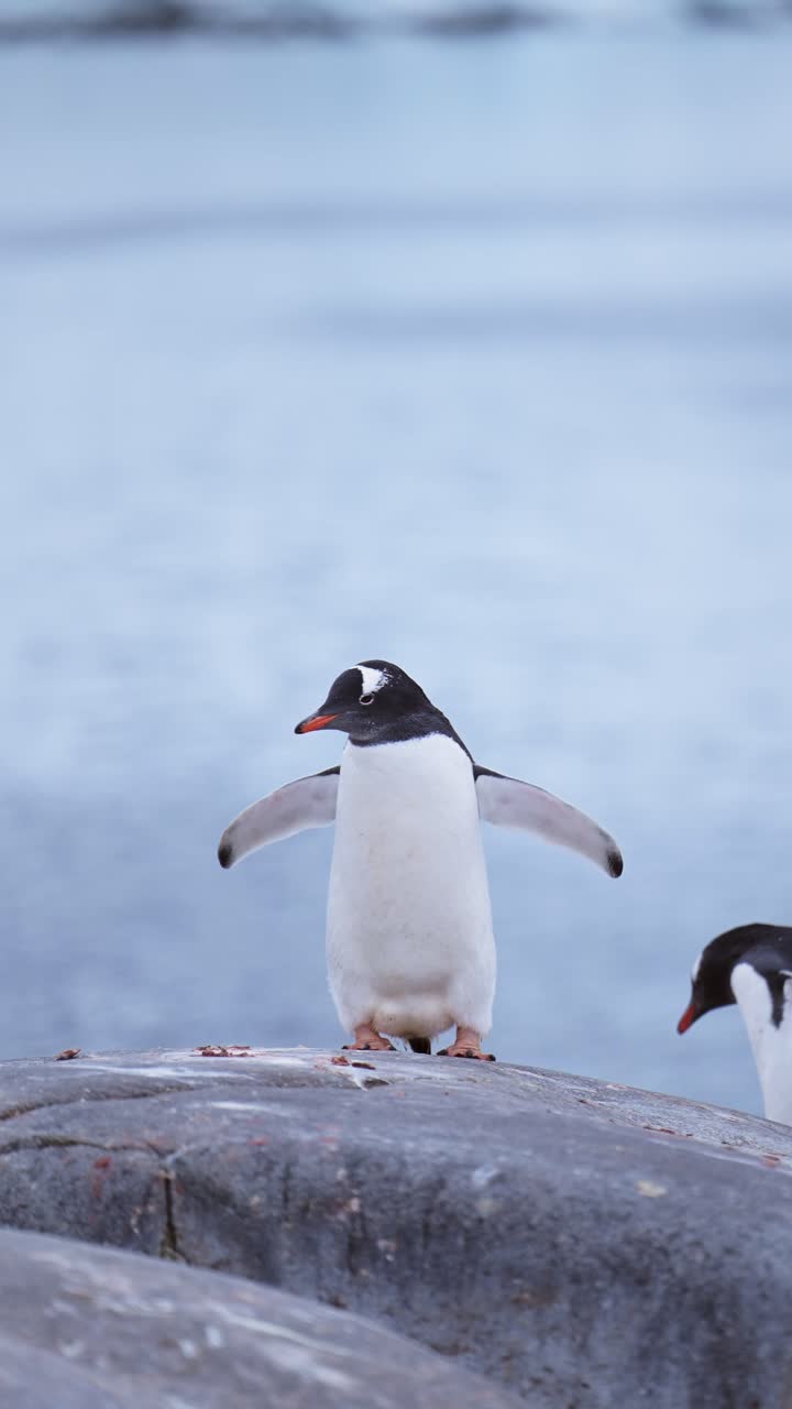 pingüinos en la antártida, pingüinos gentoo y antártida vida silvestre y animales en la península antártica, video vertical para las redes sociales, instagram reels y tiktok