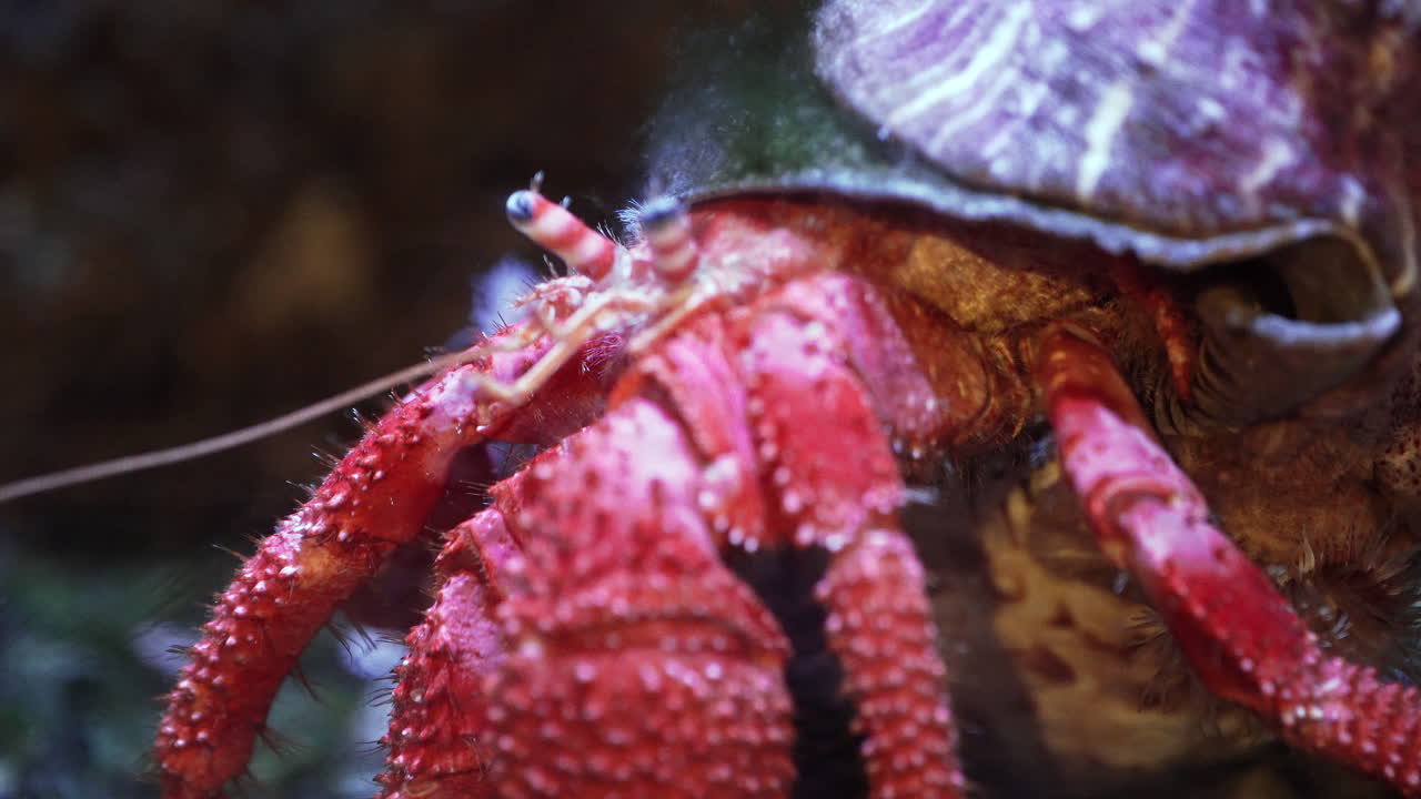 Red hermit crab in close-up, detailed texture of claws and striped eye stalks