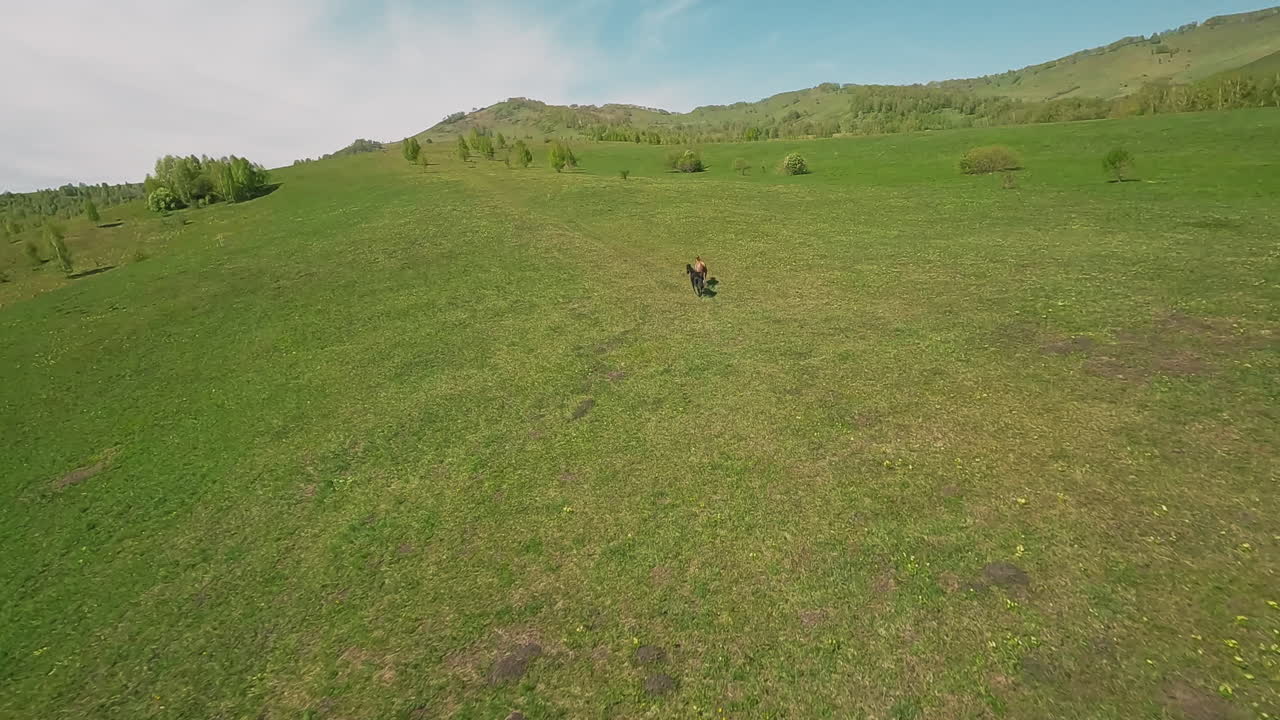 hermosos caballos galopando a lo largo de un prado verde en una colina inclinada