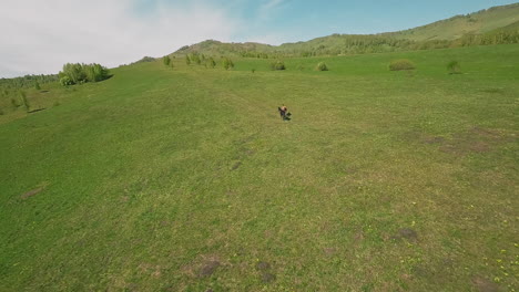 Hermosos-Caballos-Galopan-A-Lo-Largo-De-Una-Pradera-Verde-En-Una-Colina-Inclinada