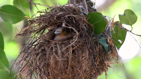 Der-Silberbrust-breitschnabel-Ist-Ein-Berühmter-Vogel-In-Thailand,-Sowohl-Lokal-Als-Auch-International