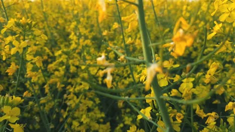 blooming yellow rapeseed field with blue cloudless sky.