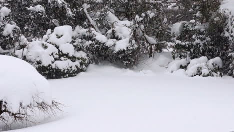 heavy lake effect snowfall in a garden in hamburg