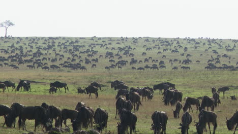 migración de ñus azules pastando en las llanuras serengeti n