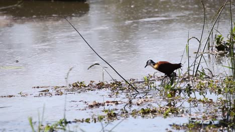 Aufnahmen-Eines-Afrikanischen-Jacanas,-Der-Auf-Den-Wasserpflanzen-Spaziert,-Die-Sich-Im-Seichten-Wasser-In-Einem-Nationalpark-In-Südafrika-Ernähren