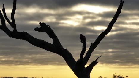 silhouette of birds in tree with sunset behind