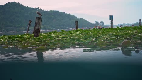 インドのダル湖に浮かぶ神聖な蓮の植物と木の棒に座っている鳥