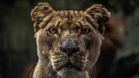 lioness head close up 4k