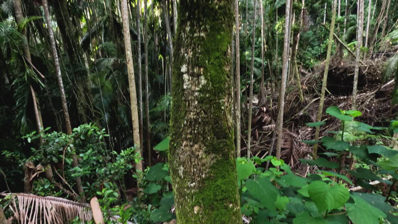bosque exuberante con arroyos y árboles altos