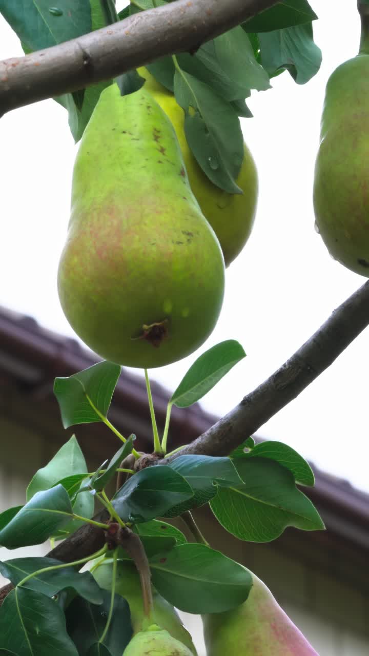 Pears grow on a tree branch near a building in daytime outside