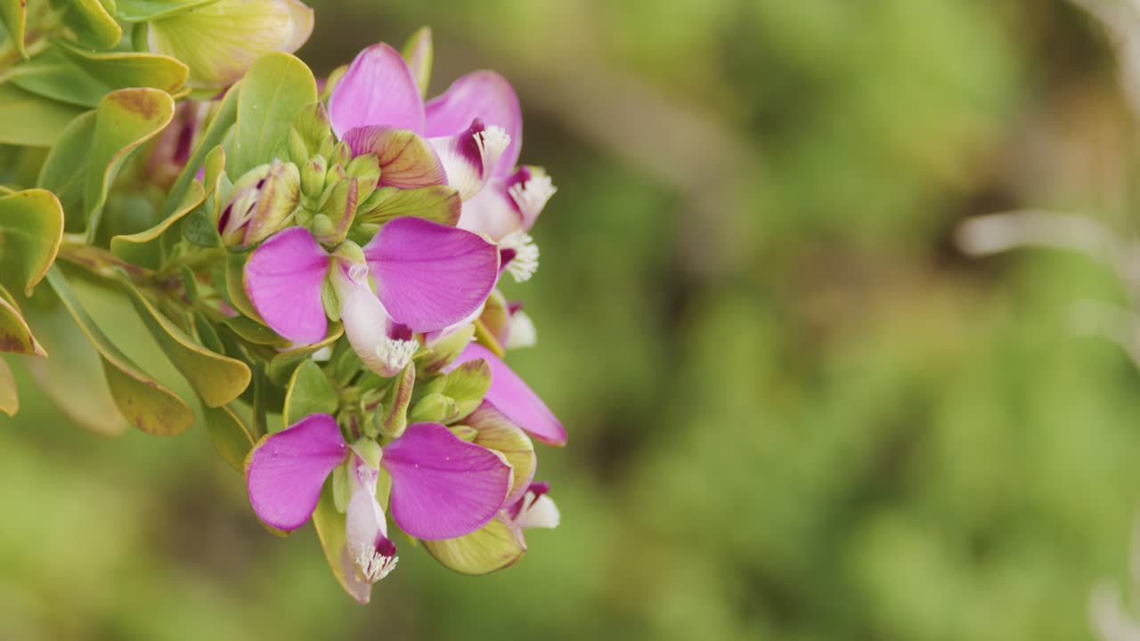 Purple Polygala myrtifolia flowers gently swaying outdoors, soft daylight, shallow depth of field