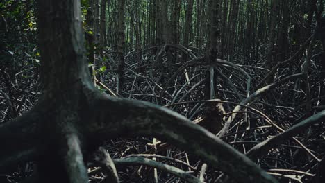 La-Raíz-De-Un-árbol-En-Un-Bosque-De-Manglares.