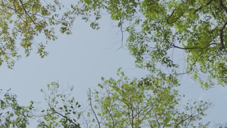 Looking-up-through-tree-tops-swaying-in-the-wind,-real-time-from-low-angle