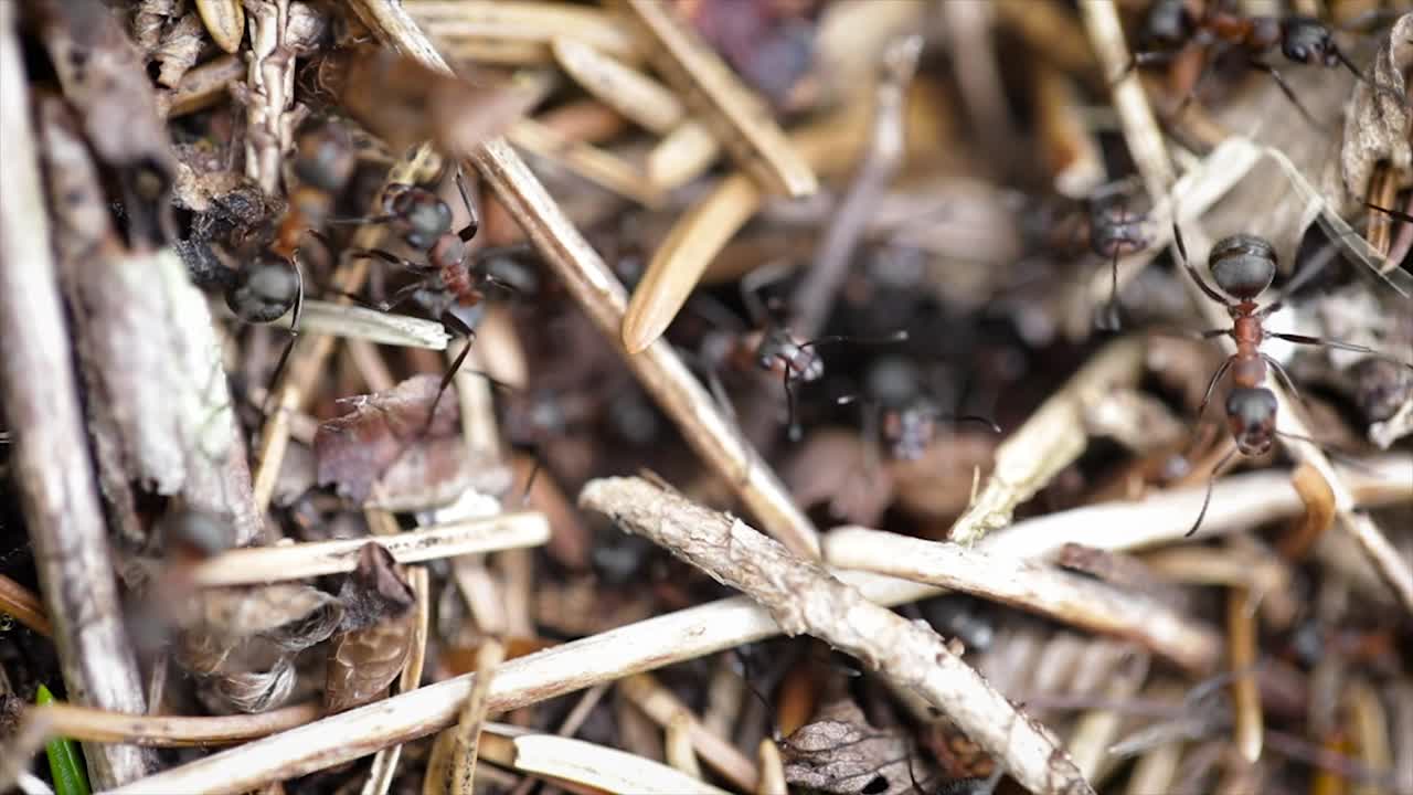Primo piano di formicaio selvatico nel bosco