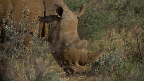 rhino grazing in african savanna