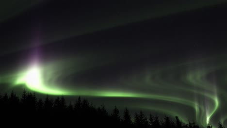 aurora boreal resplandeciente sobre los árboles - incline hacia arriba