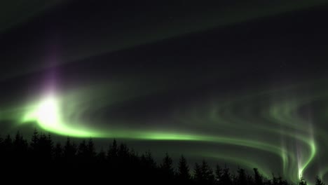 glowing aurora borealis over trees - tilt up