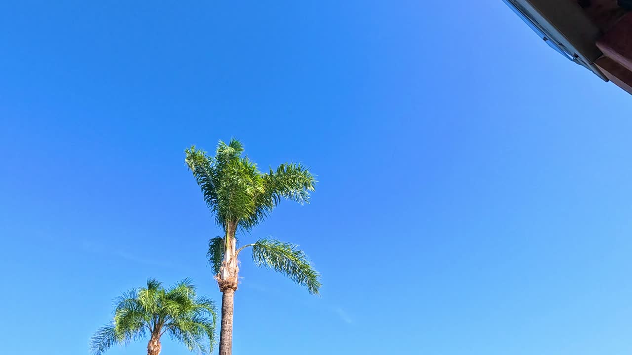 A magpie soars above tropical palm trees