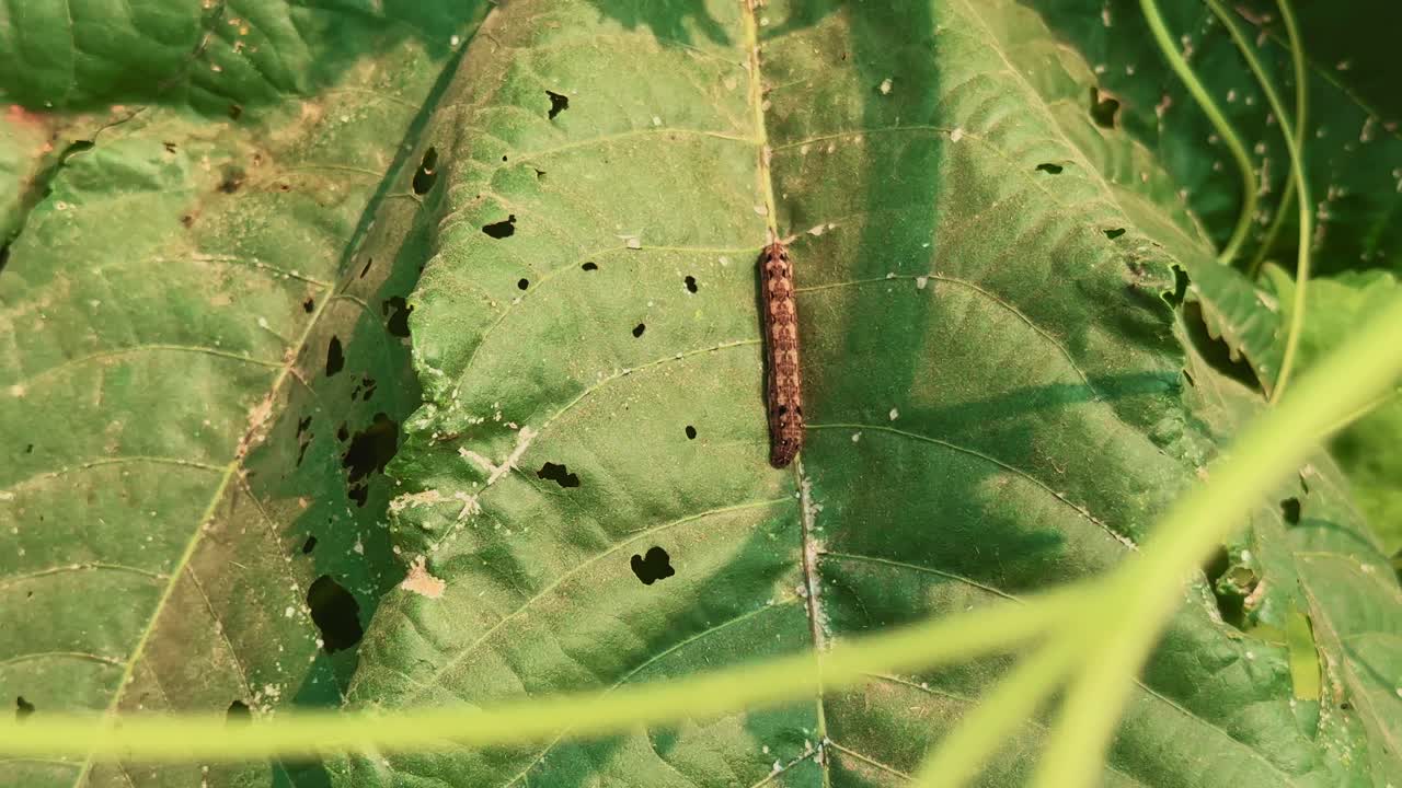 Close-up shot of a caterpillar crawling on a green leaf with visible bite marks and insect damage. Macro view highlighting pest infestation and natural farm ecosystem under warm sunlight