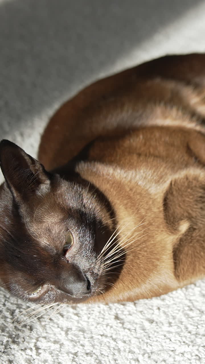 Bellissimo gatto che riposa su un comodo tappeto. Gatto birmano marrone di razza sdraiato sul pavimento alla luce del sole e che guarda ai lati. Video verticale.