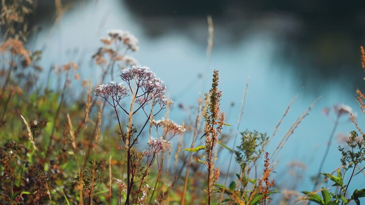 Herbes folles et graminées au bord de l'eau.
