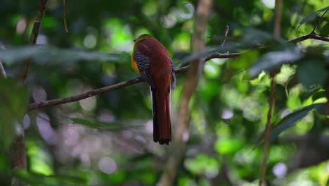 Orange-breasted-Trogon,-Harpactes-oreskios,-4K-Footage