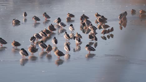 Ducks-on-a-small-pond's-ice,-sitting-and-walking-close-to-an-ice-hole