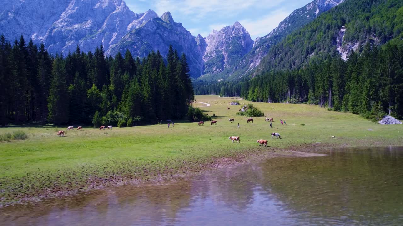 caballos pastando en el campo verde. lago lago di fusine superior italia alpes. vuelos aéreos de drones fpv.