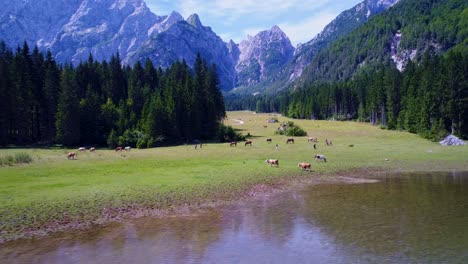 horses graze on green field.lake lago di fusine superiore italy alps. aerial fpv drone flights.