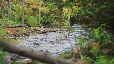 a small creek running through a milton, ontario forest in fall