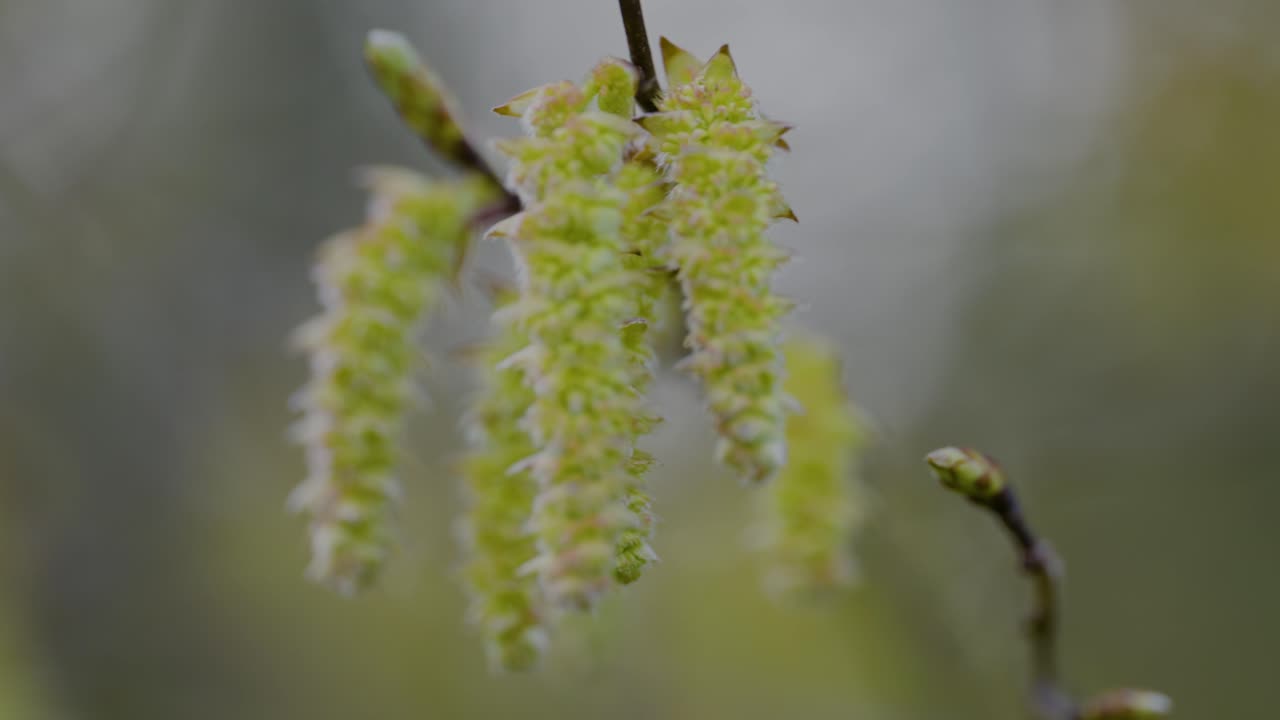 Close-up of a branch with catkins in spring