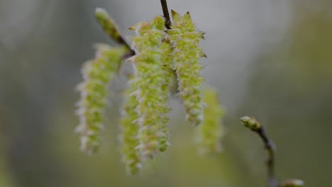 close-up of a branch with catkins in spring