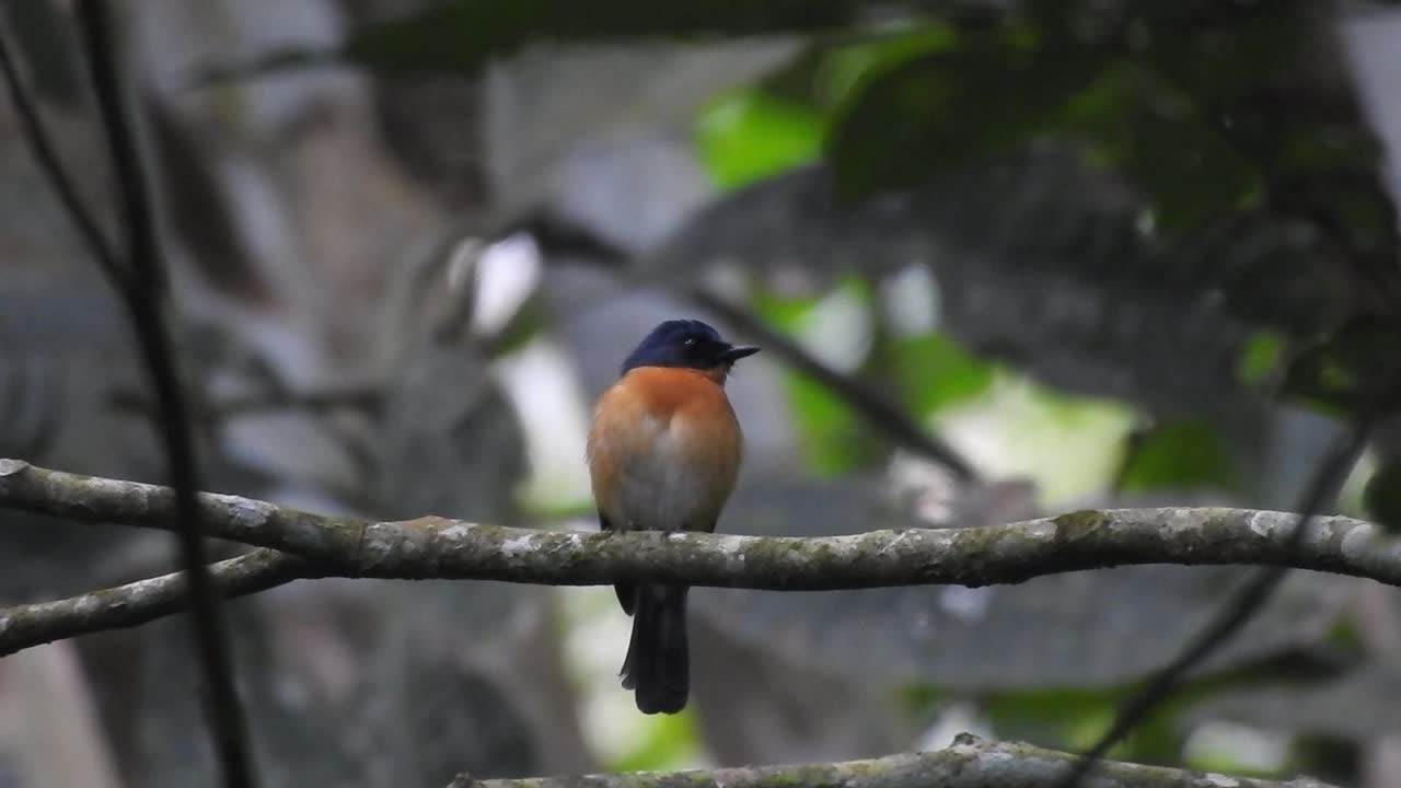 un hermoso pájaro cazaflies de gusano con plumas de pecho naranja estaba sentado