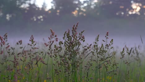 peaceful morning field mist with dactylis glomerata plant on foreground