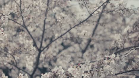 Vista-Cercana-De-La-Flor-De-Cerezo-Blanca-En-El-Jardín-Hakone-En-La-Prefectura-De-Kanagawa-En-Japón