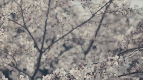 close-up view of white cherry blossom at hakone garden in kanagawa prefecture in japan