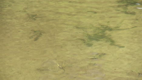 a cinematic view of beautiful clear water on the shore of the lake