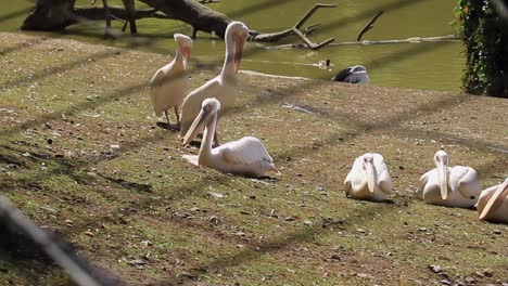 pelicans near a pond