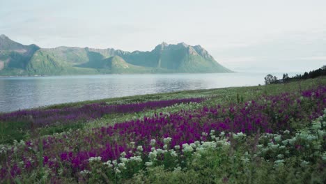 hermosas flores silvestres de strytinden, noruega - amplias