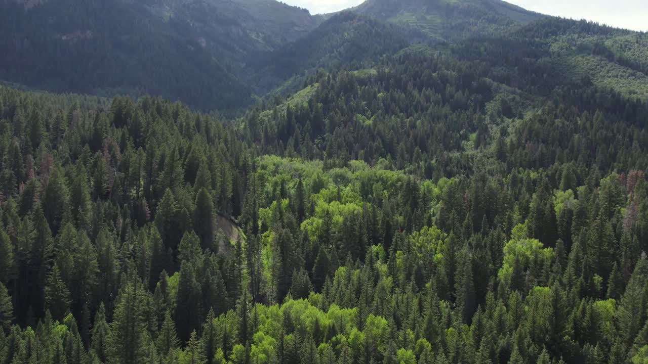 Scenari naturali in estate all'American Fork Canyon, Utah, USA
