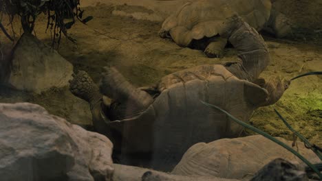 Upside-down-tortoise-struggling-in-a-sandy-enclosure