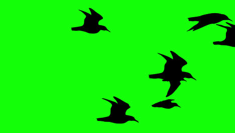 halloween-bat-flying-Flock-of-Black-crows-loop-motion-graphics-video-transparent-background-with-alpha-channel